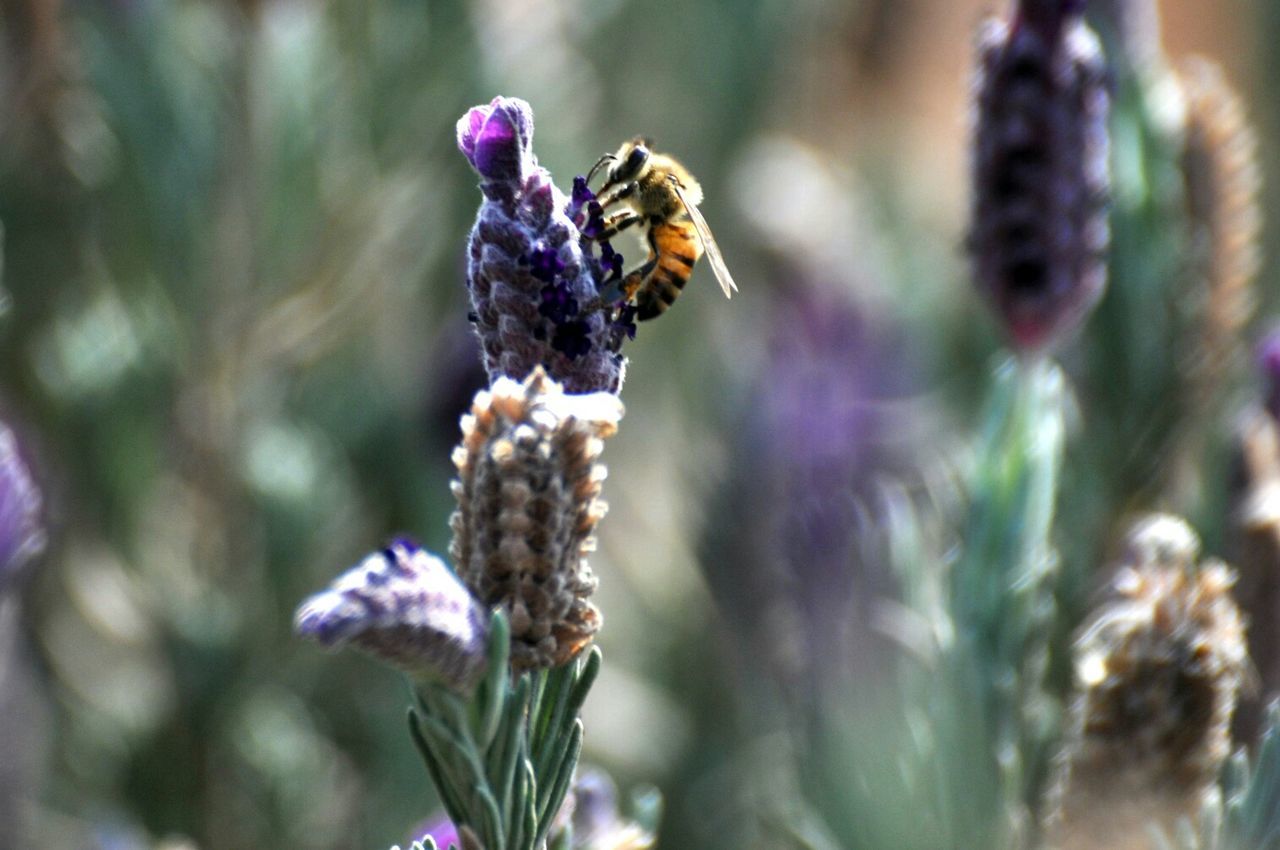 BEE POLLINATING ON PURPLE FLOWER