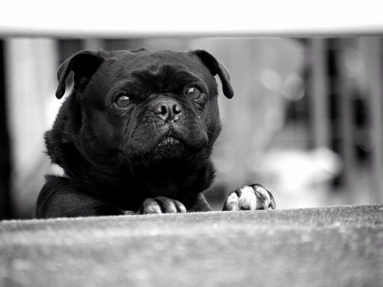 Close-up of black dog looking out of window