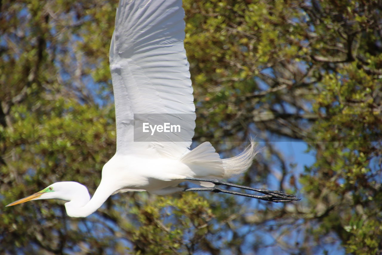 animal themes, bird, animal, animal wildlife, wildlife, flying, spread wings, one animal, white, tree, heron, nature, animal body part, no people, plant, focus on foreground, day, animal wing, beauty in nature, outdoors, beak