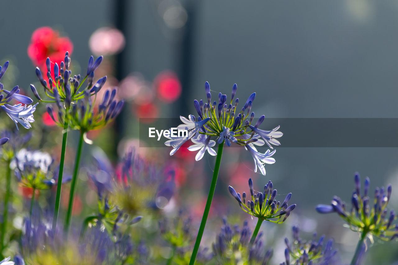 CLOSE-UP OF PINK FLOWERING PLANTS