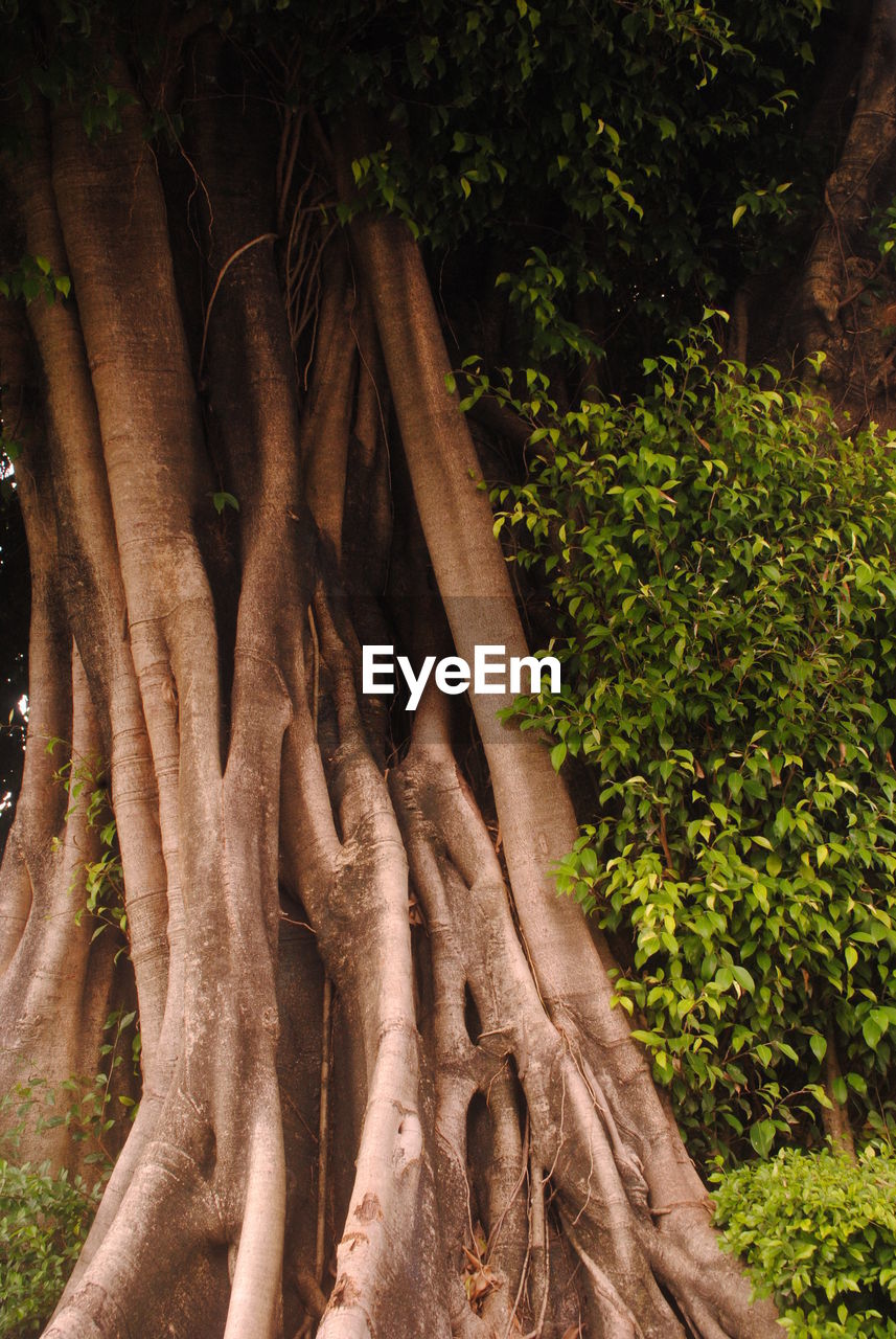 CLOSE-UP OF TREE ROOTS