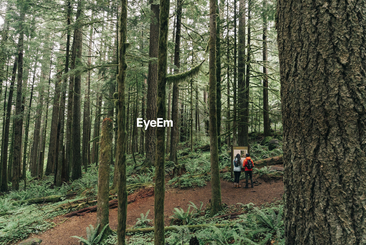 A young couple enjoys a hike in a forest in the pacific northwest.