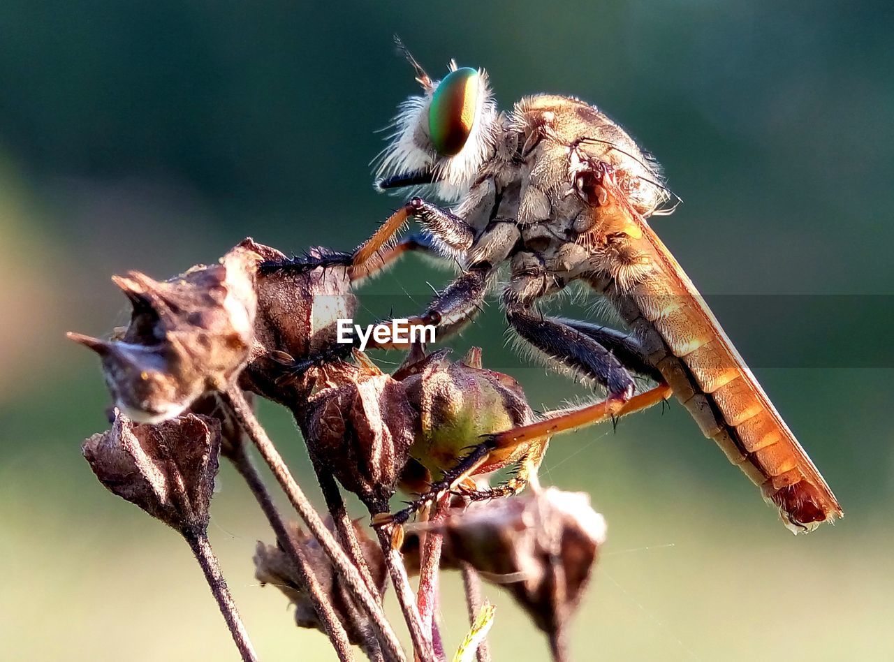 CLOSE-UP OF INSECT ON FLOWERS