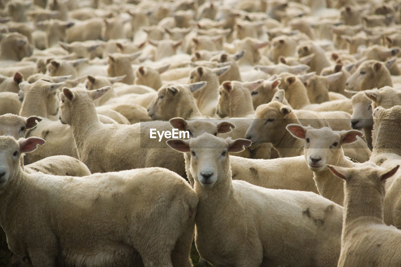 Flock of sheep