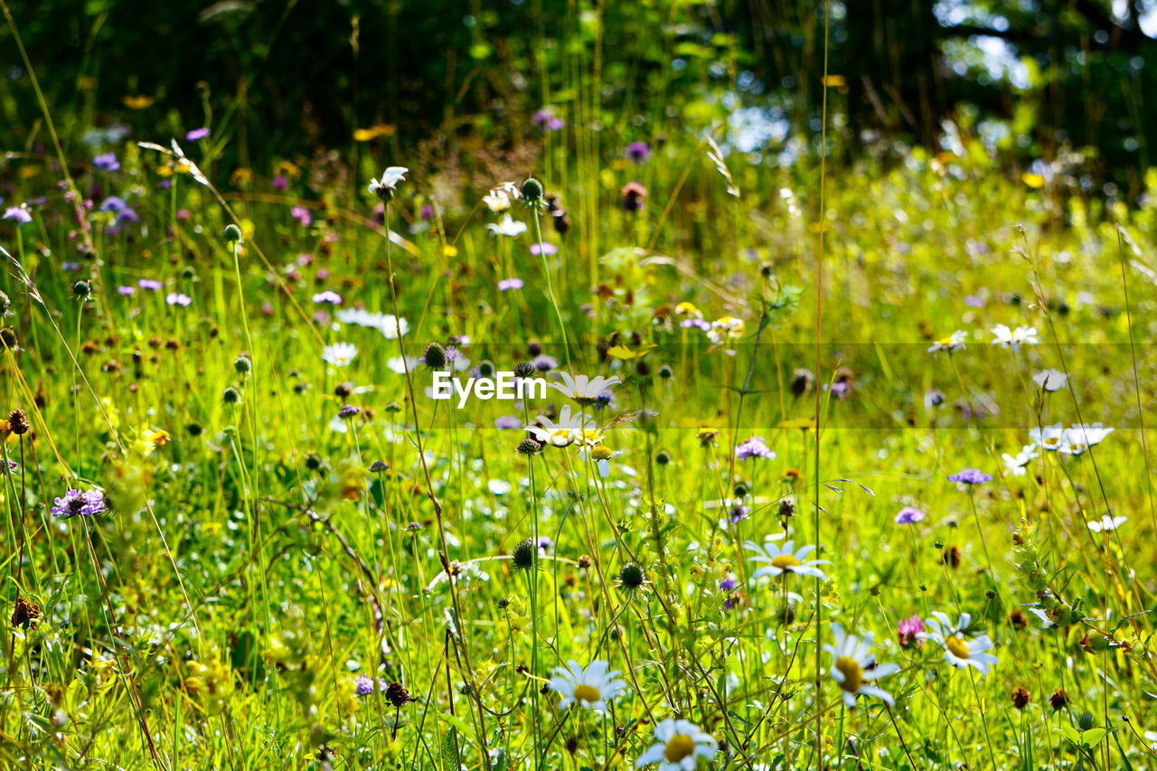 Close-up of purple flowering plants on field