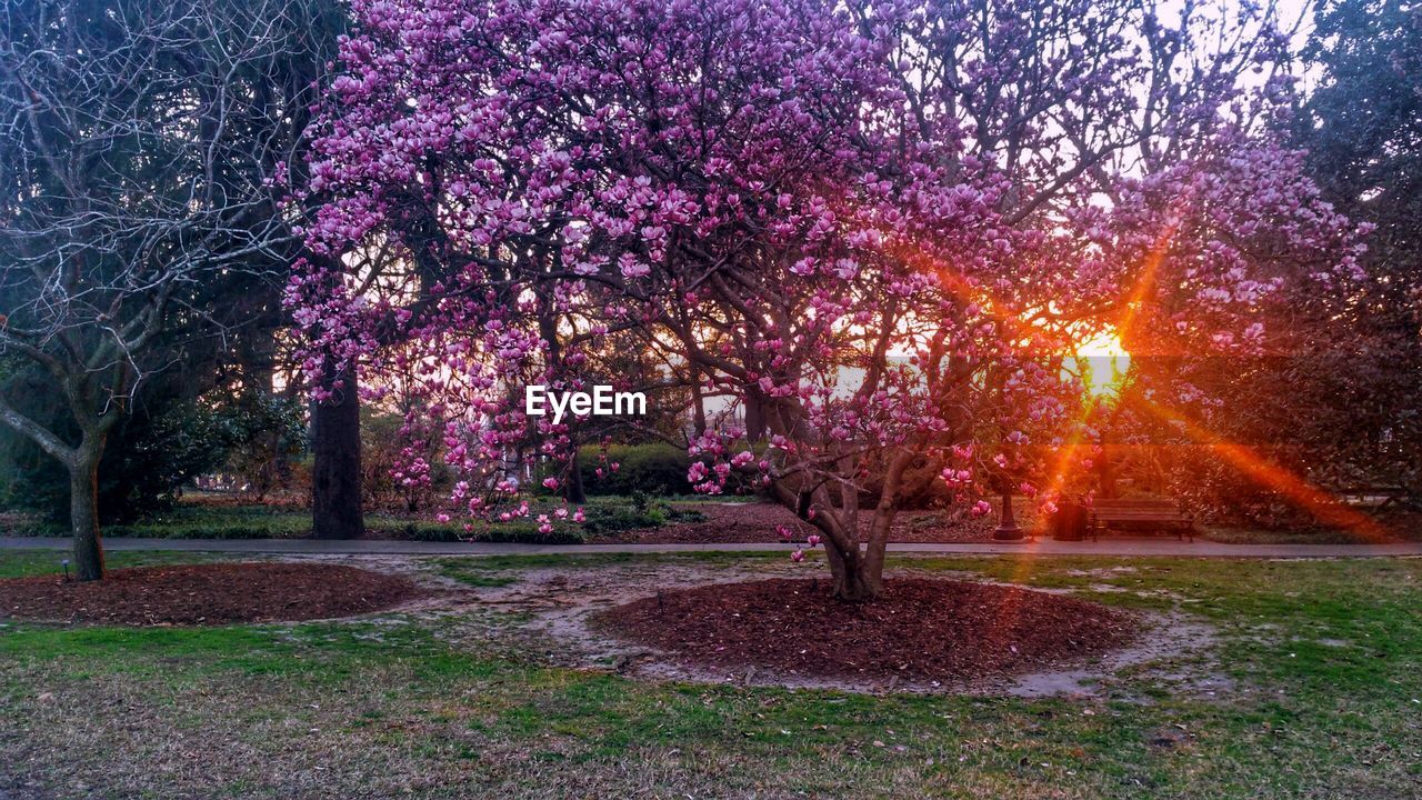 VIEW OF TREES IN SUNLIGHT