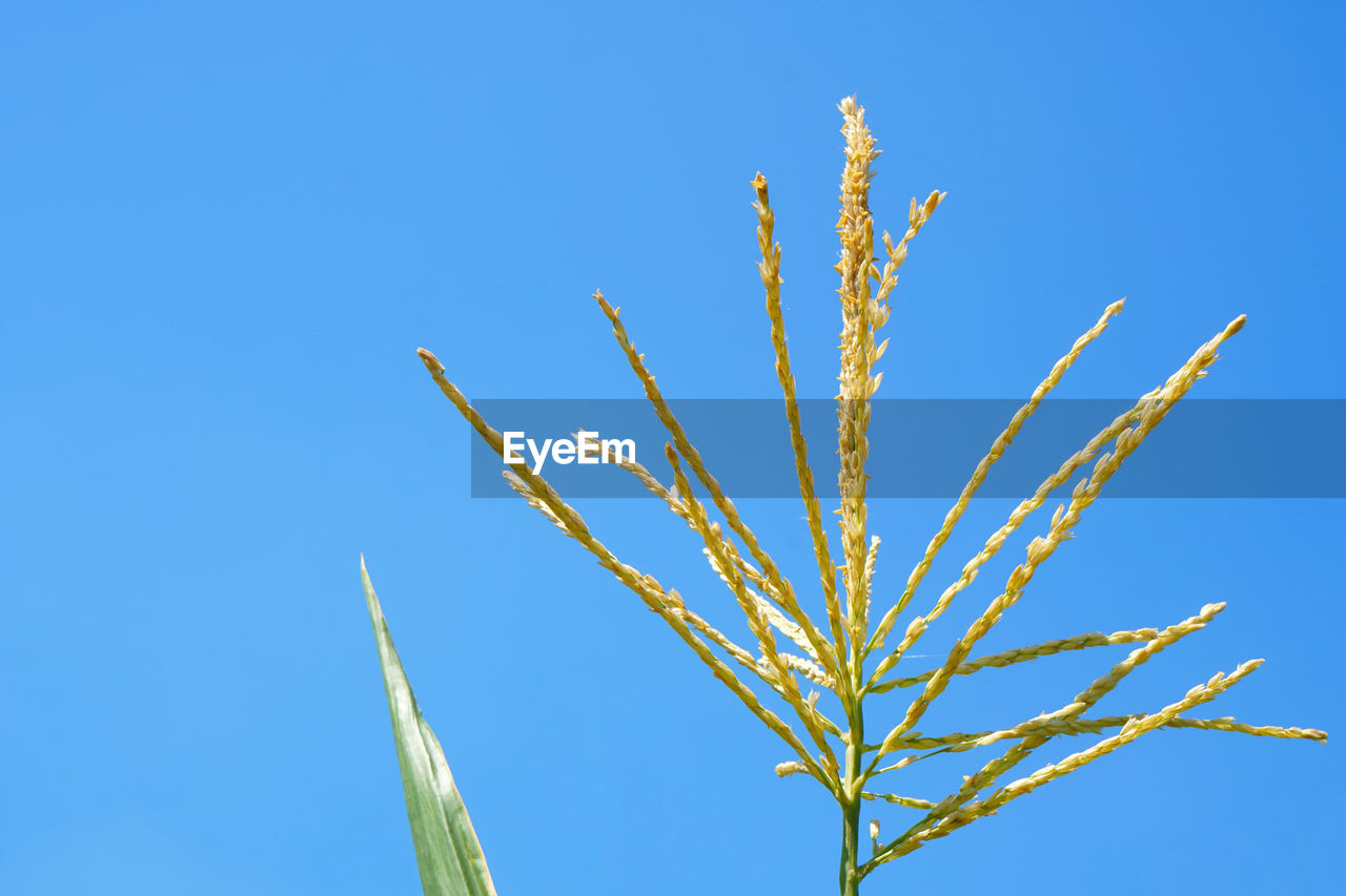 CLOSE-UP OF STALKS AGAINST BLUE SKY