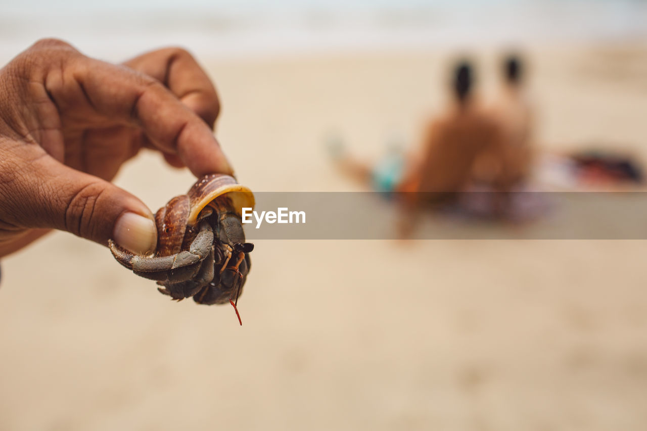 Cropped hand holding crab at beach