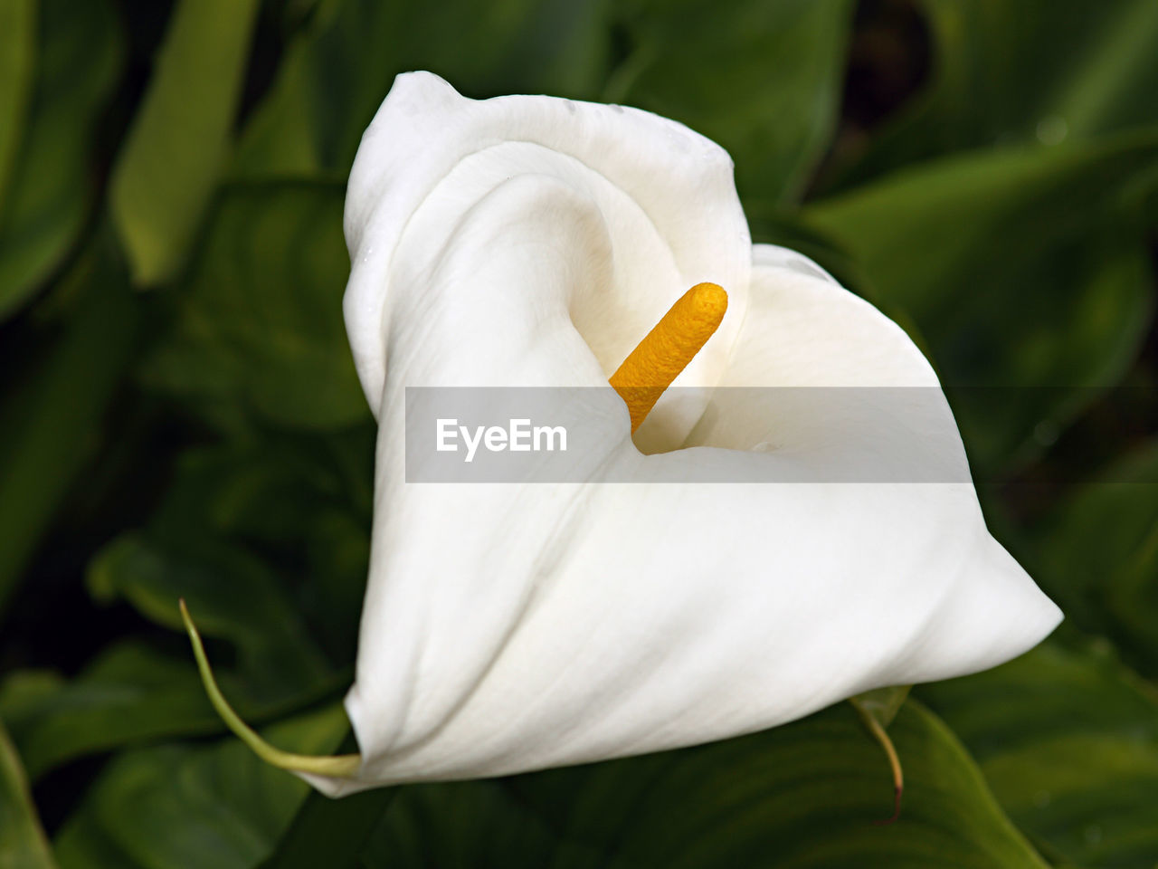 flower, plant, flowering plant, white, petal, beauty in nature, freshness, close-up, yellow, nature, macro photography, flower head, inflorescence, fragility, growth, no people, leaf, green, outdoors, springtime, plant part, focus on foreground, calla lily, pollen, lily, blossom, botany