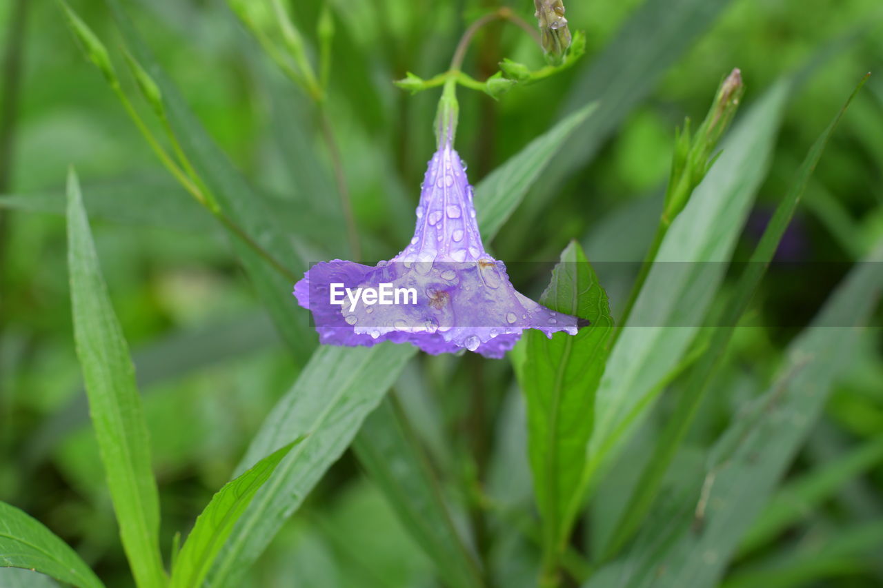 CLOSE-UP OF WATER DROPS ON PURPLE FLOWER