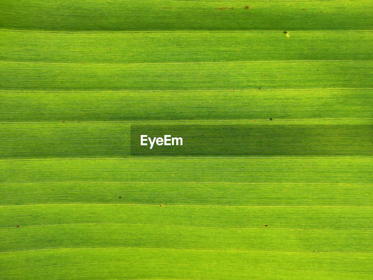 Full frame shot of green leaf