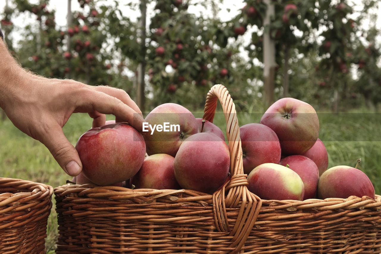 Farmer's hand picking ripe apples and puts it in the basket. apple orchard.  fruit at fall harvest.