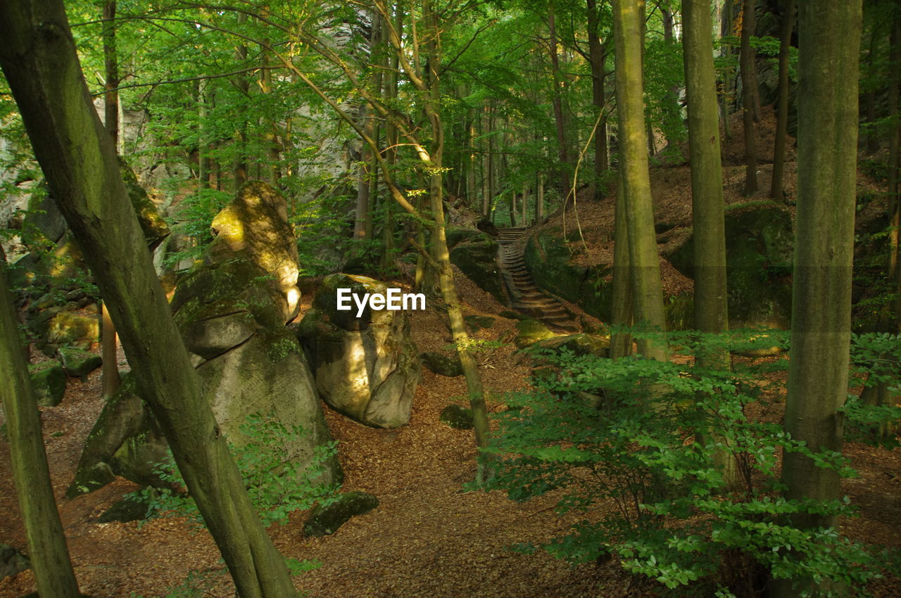 In the middle of a beech forest with medieval sandstone stairs, bohemian paradise, bohemia