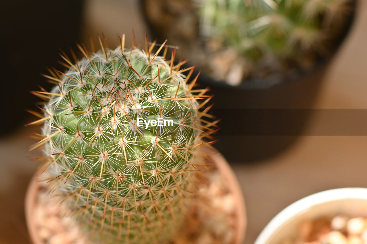 CLOSE-UP OF CACTUS IN POTTED PLANT