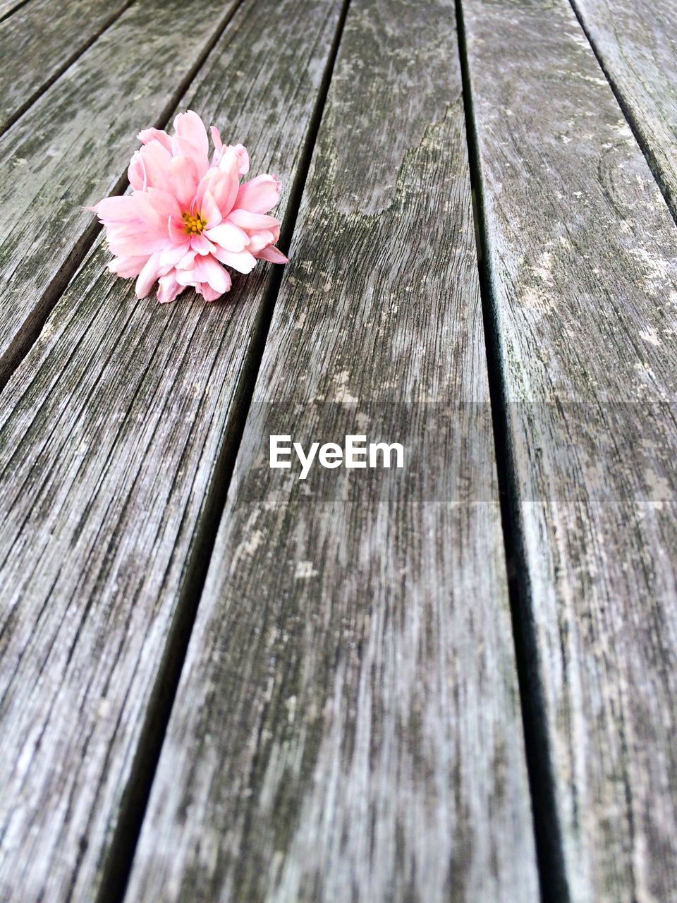 Flower on wooden table