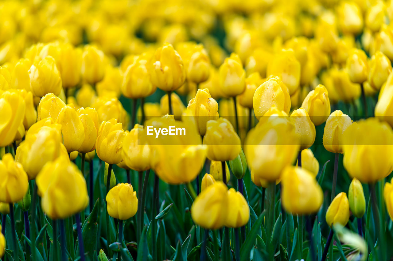 Close-up of yellow tulips on field