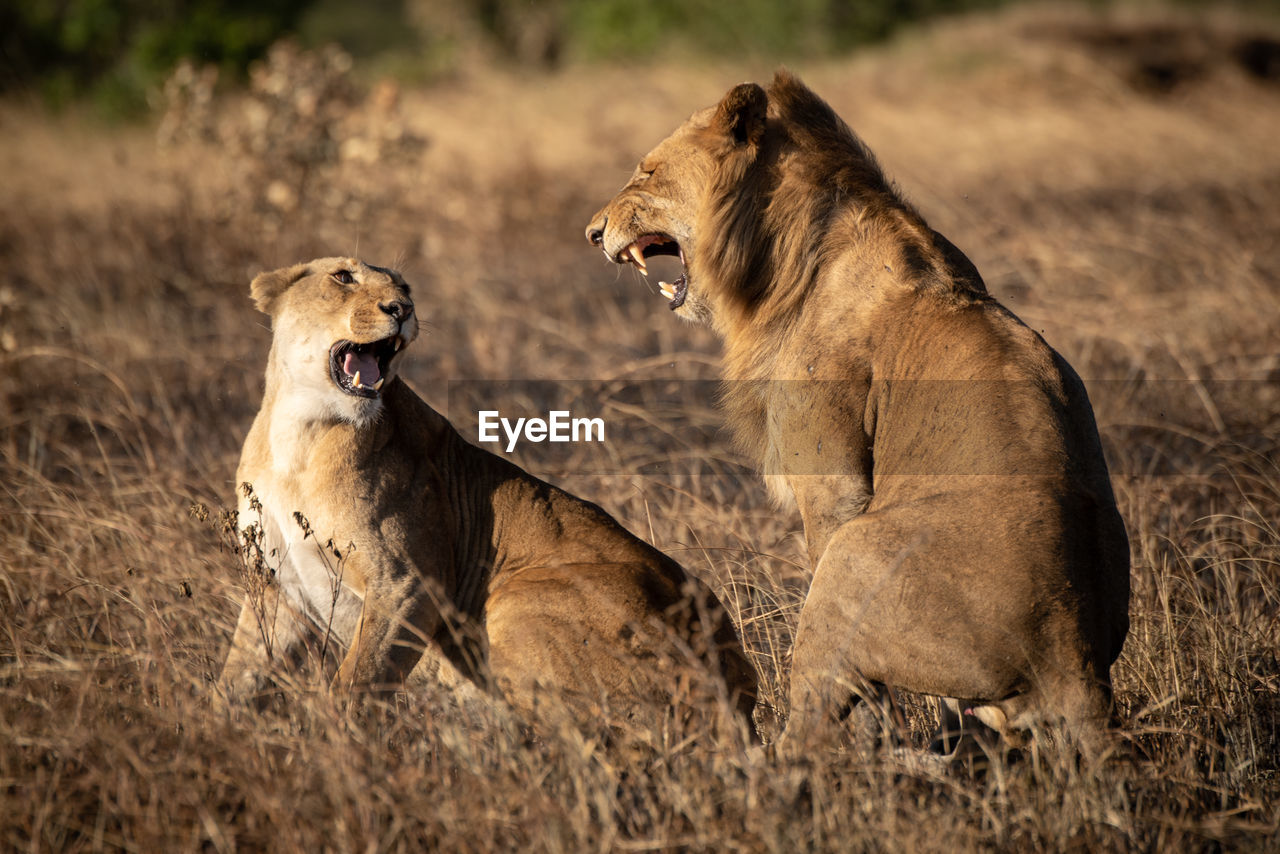 Lions roar at each other after mating