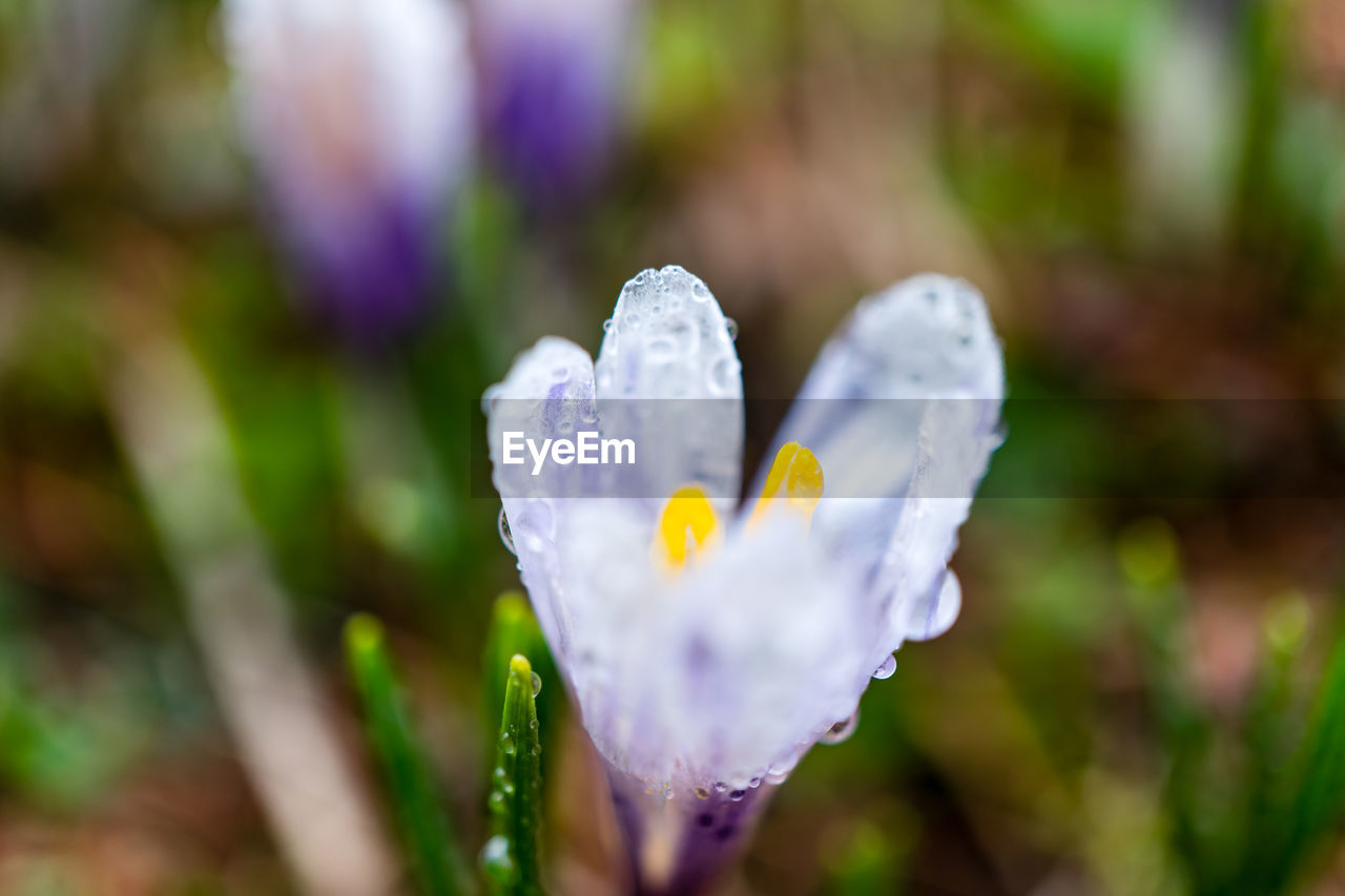 Close-up of white crocus flower