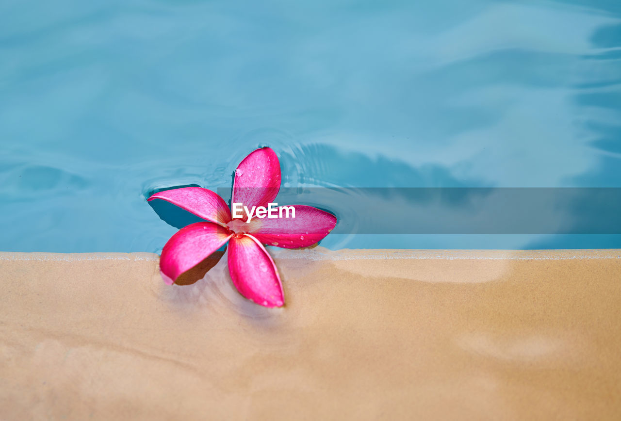 High angle view of pink frangipani in swimming pool