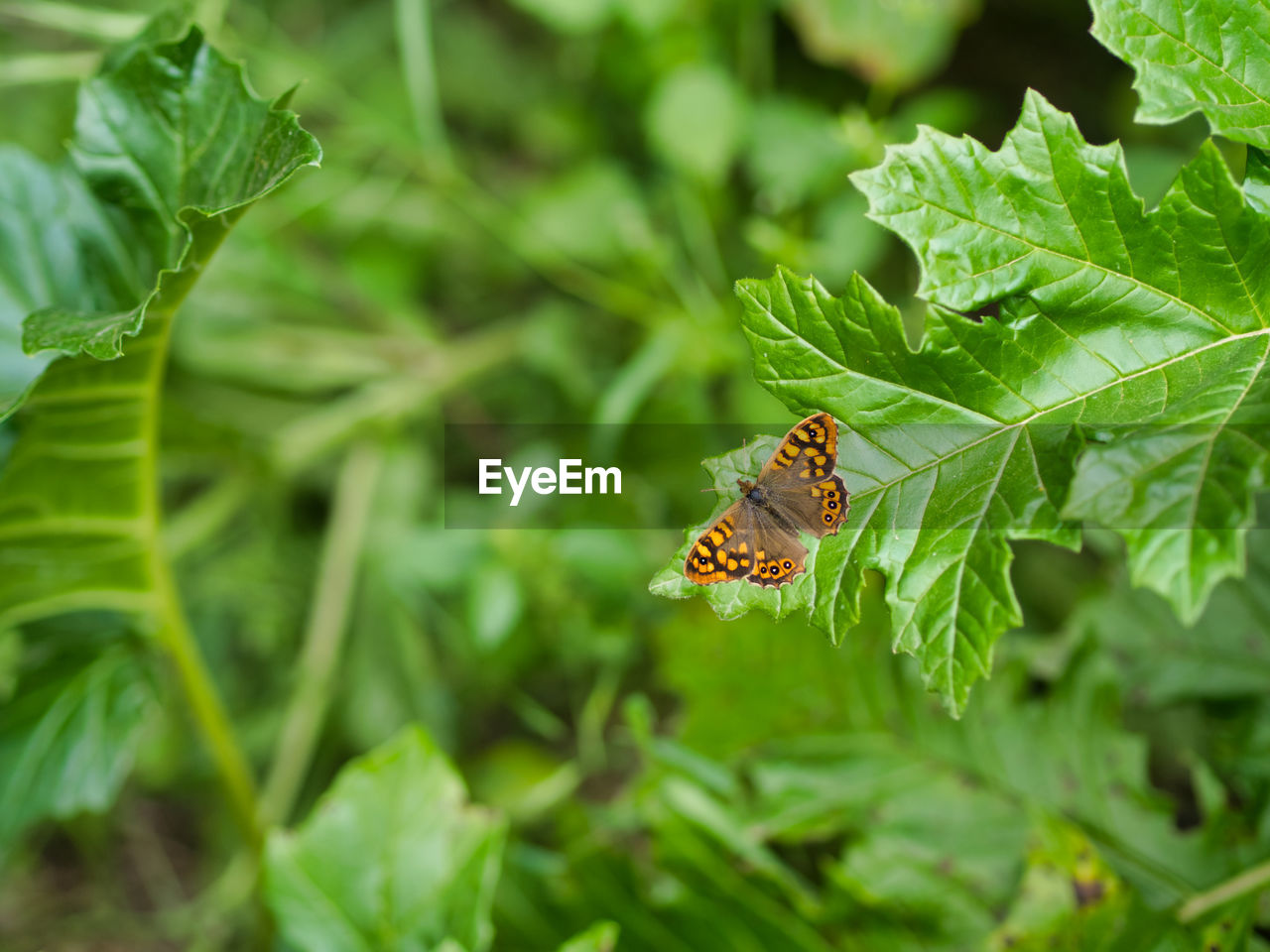 animal wildlife, animal themes, animal, insect, plant part, leaf, butterfly, plant, nature, wildlife, one animal, beauty in nature, flower, moths and butterflies, green, animal wing, close-up, environment, no people, outdoors, food, macro photography, animal body part, summer, environmental conservation, land, growth, day, freshness, social issues, flowering plant, fragility, food and drink, forest