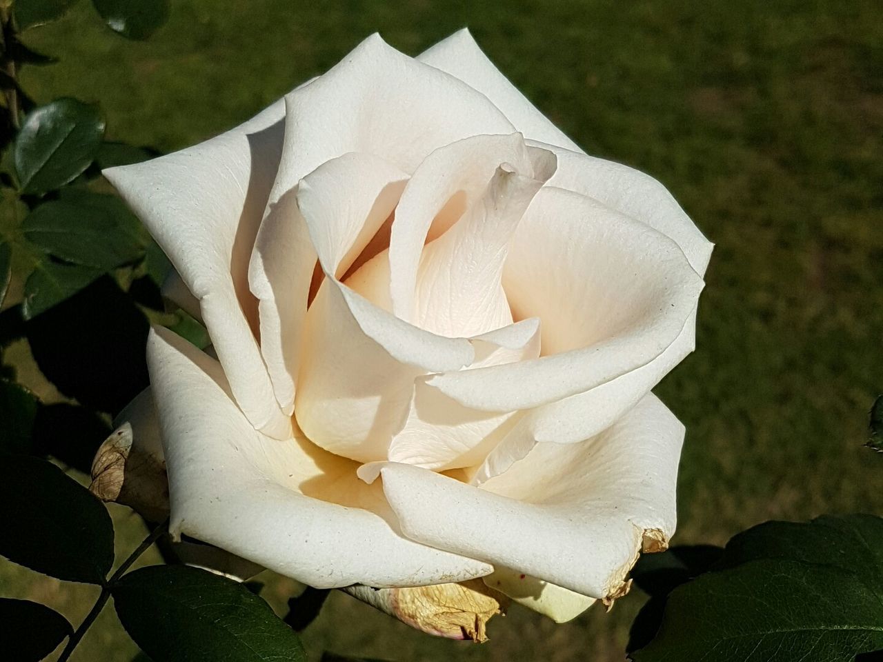 CLOSE-UP OF WHITE ROSE BLOOMING OUTDOORS