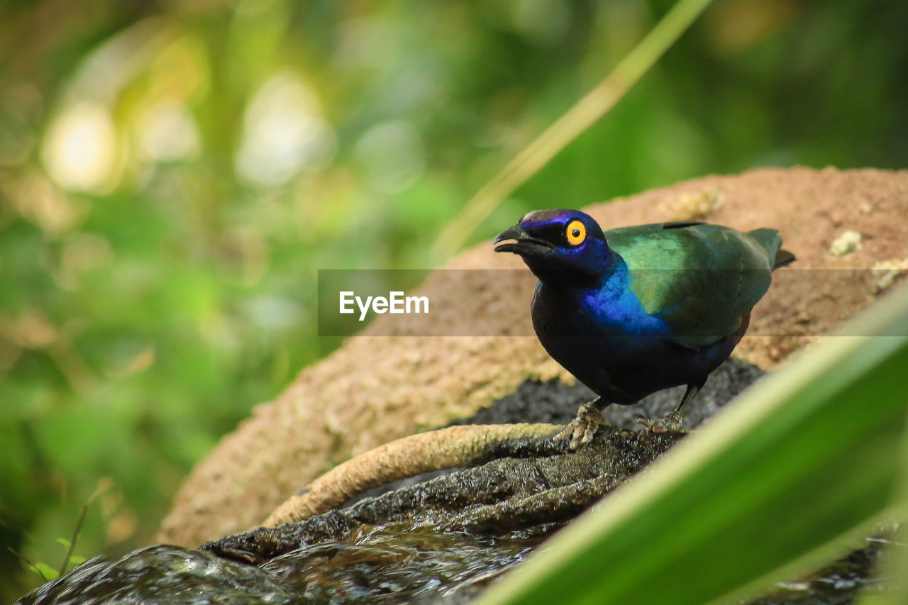 Close-up of bird perching on branch