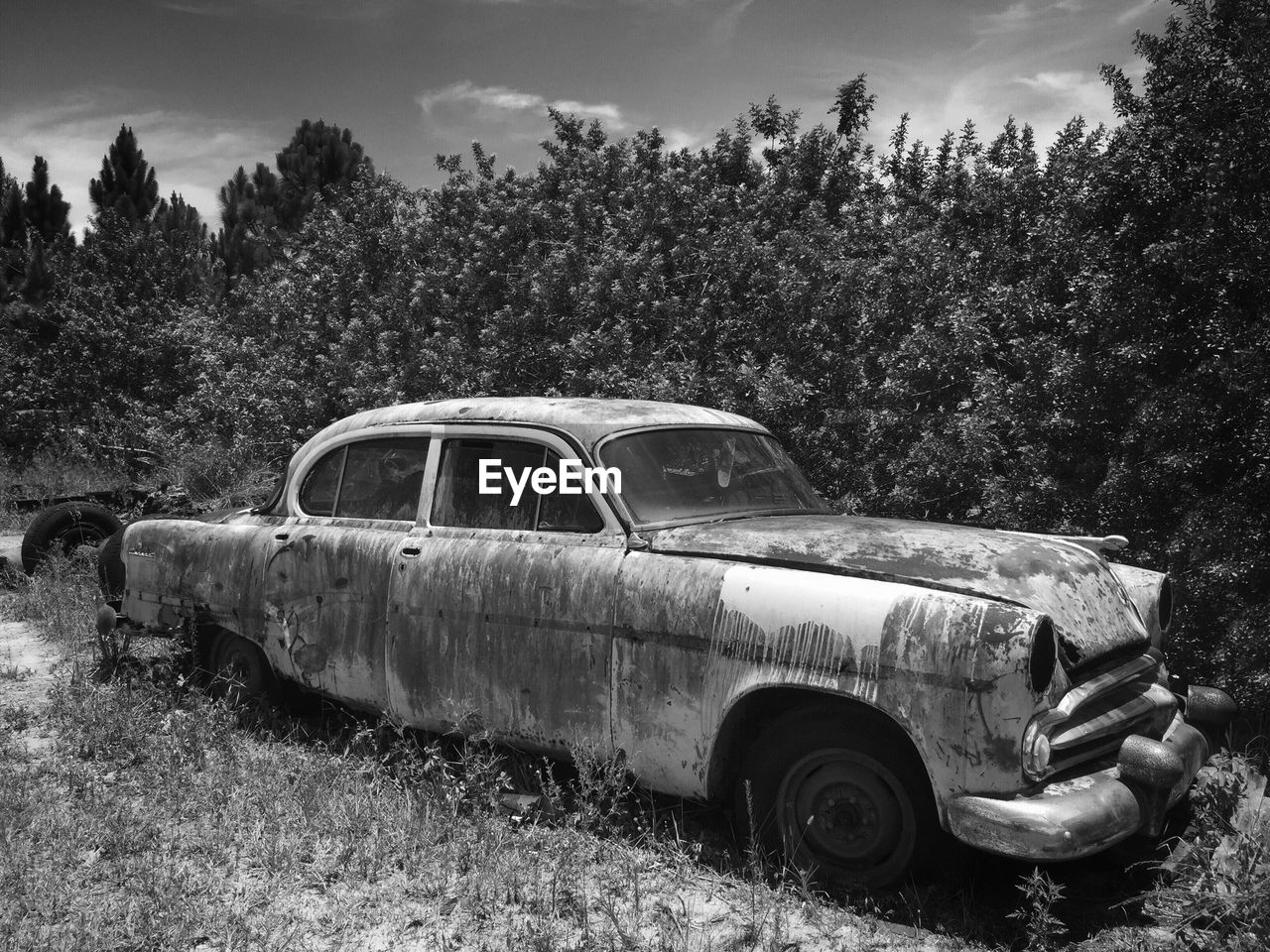 ABANDONED CAR AGAINST TREES