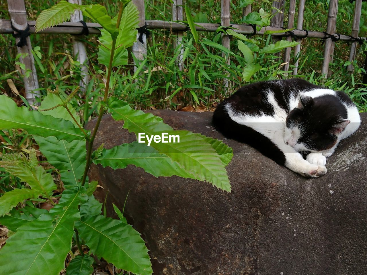 VIEW OF A CAT RESTING ON PLANT