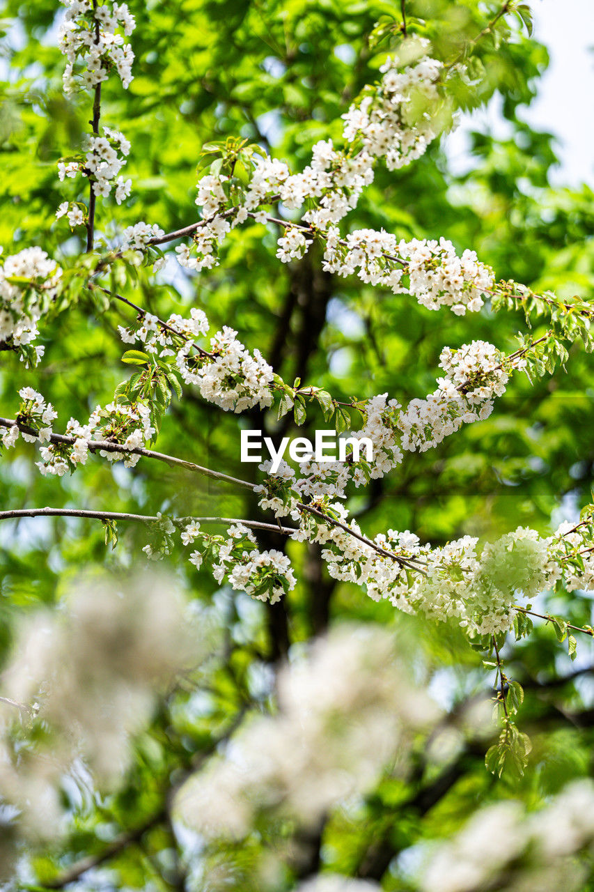plant, branch, tree, blossom, growth, nature, beauty in nature, green, flower, no people, freshness, produce, day, flowering plant, leaf, plant part, outdoors, fragility, close-up, selective focus, sunlight, food and drink, springtime, food, cow parsley, shrub, focus on foreground, tranquility, botany, environment