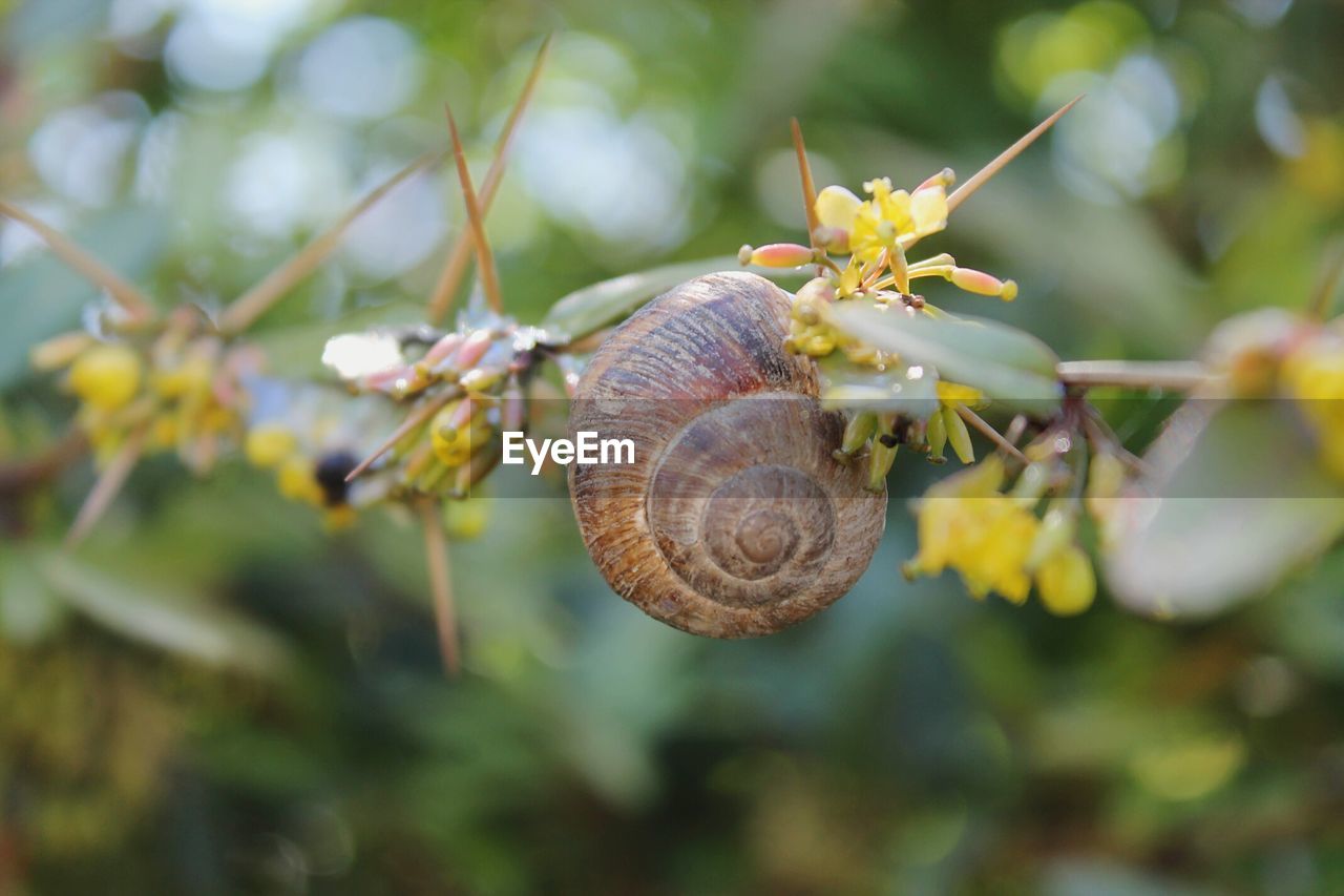 SNAIL ON PLANT