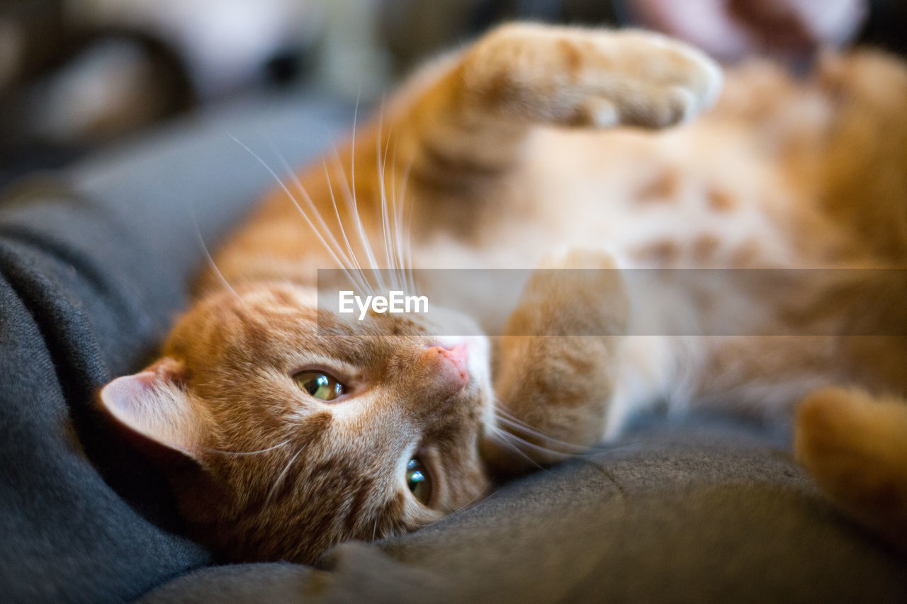 CLOSE-UP OF GINGER CAT RELAXING ON BED