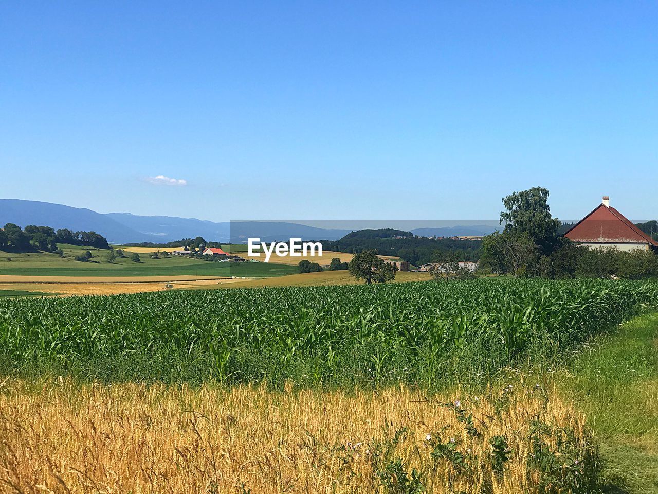 FIELD AGAINST SKY