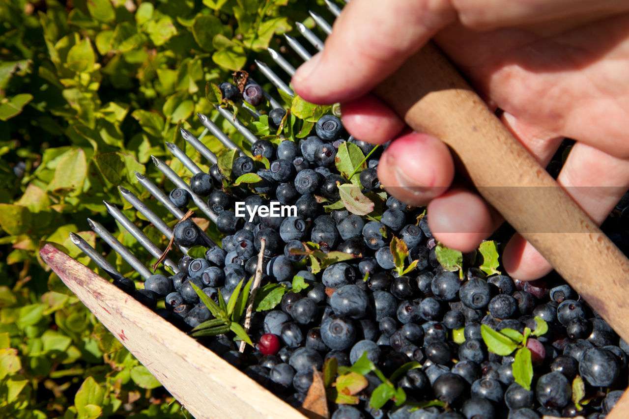 Cropped hand of man picking blueberries at farm