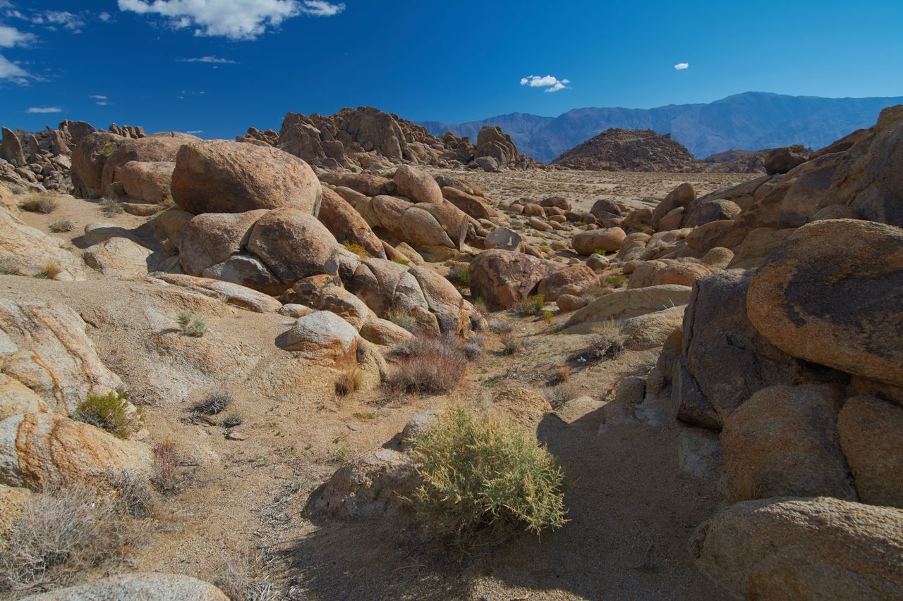 CACTUS IN DESERT