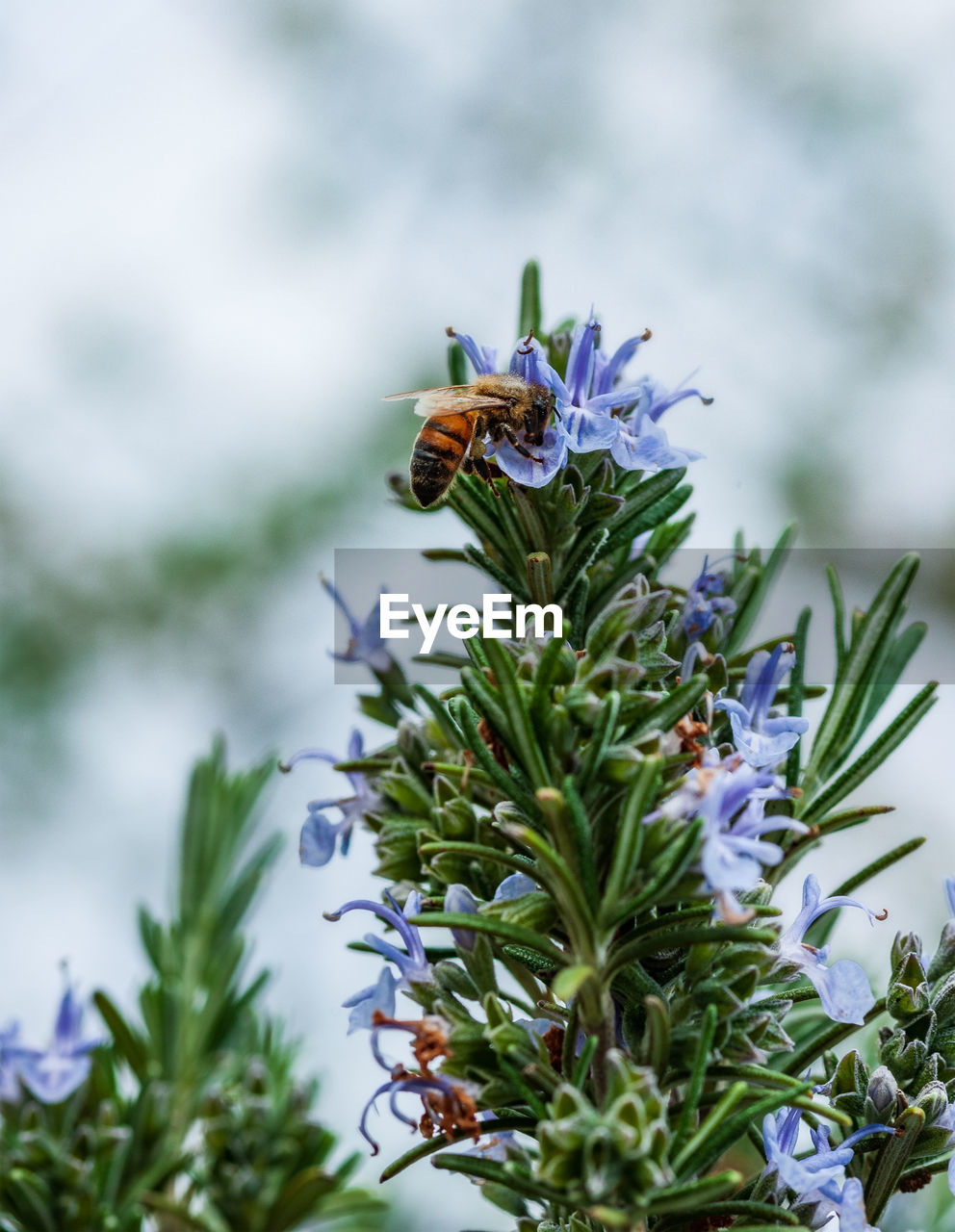 Close-up of bee pollinating on flower