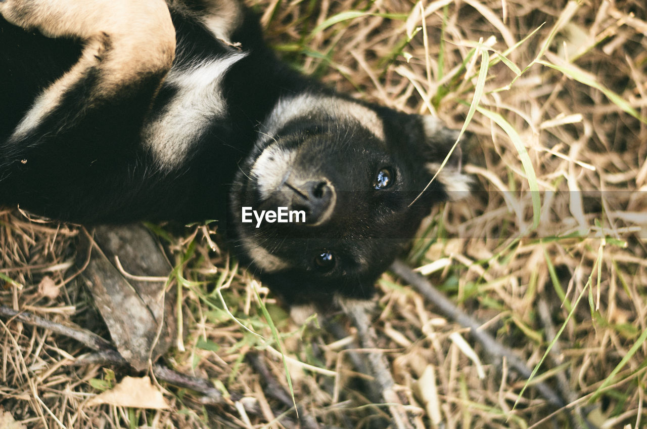 HIGH ANGLE VIEW OF BLACK DOG ON FIELD