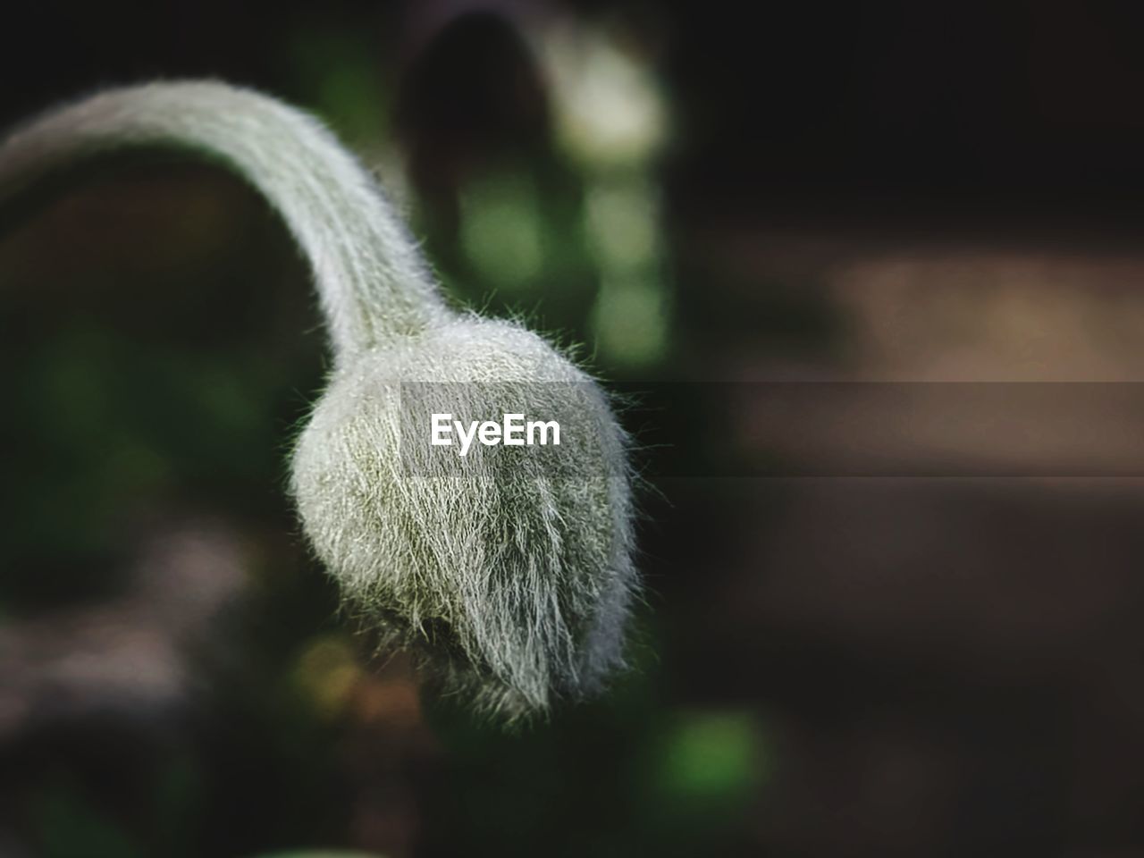 Close-up of dandelion against blurred background