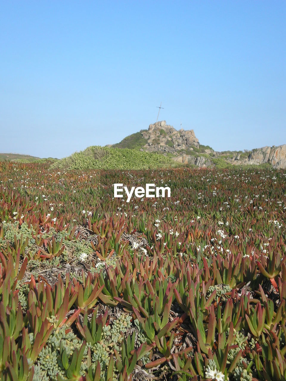 SCENIC VIEW OF FARM AGAINST CLEAR SKY