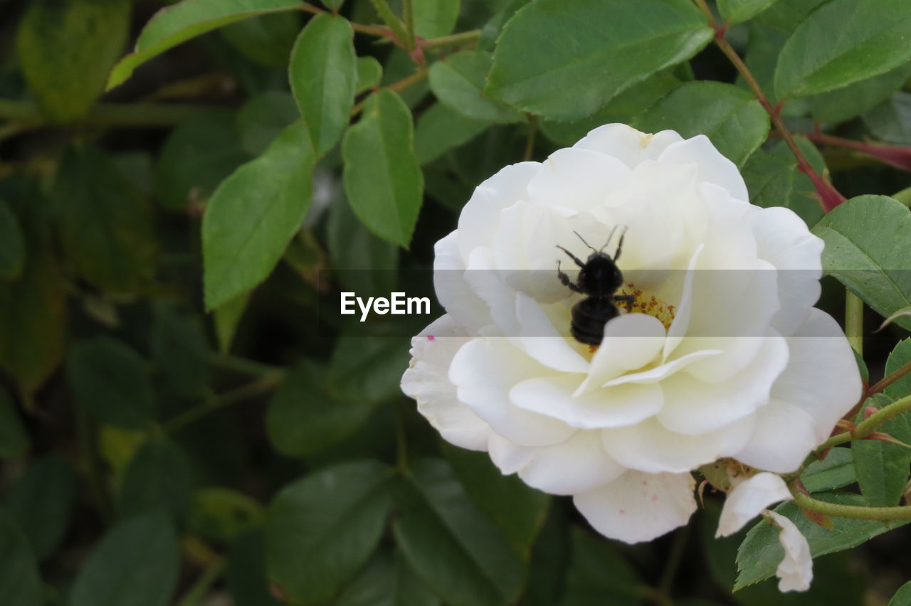 BEE ON WHITE ROSE BLOOMING OUTDOORS