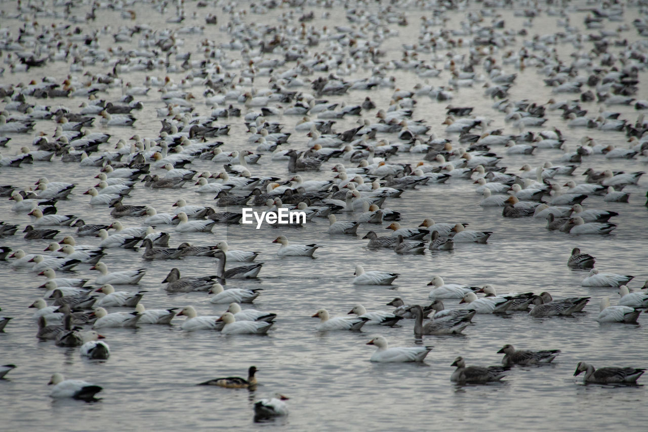 HIGH ANGLE VIEW OF BIRDS IN LAKE