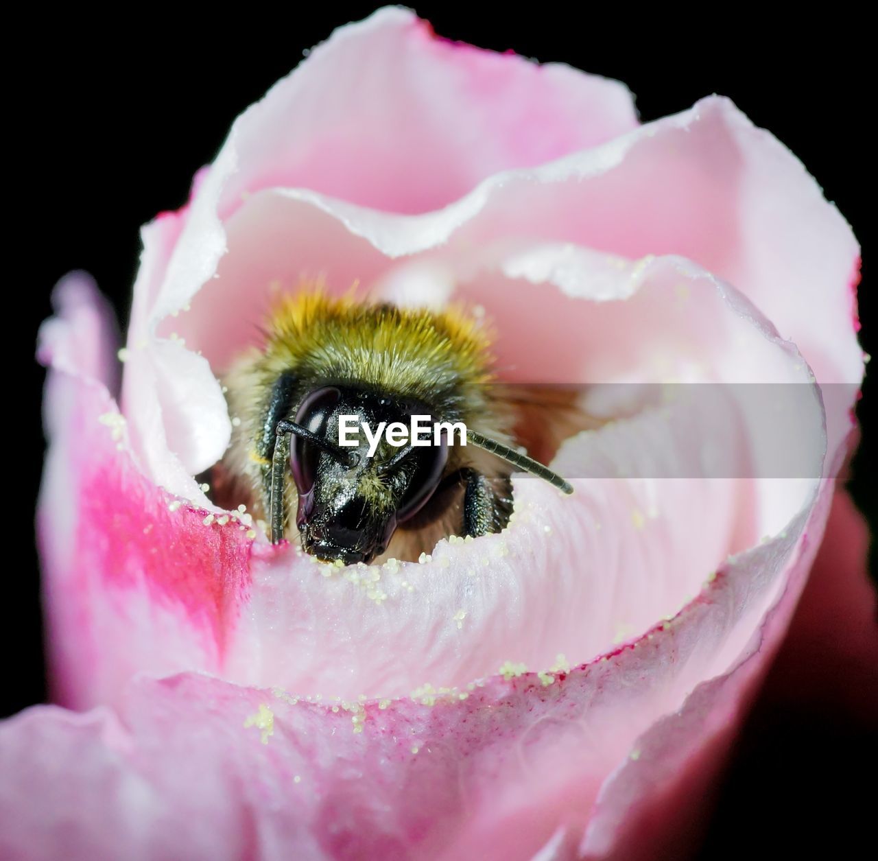 Close-up of insect on flower