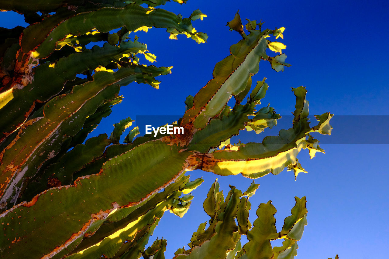 LOW ANGLE VIEW OF FLOWERING PLANTS AGAINST BLUE SKY