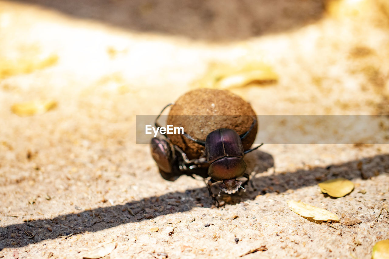 animal themes, animal, animal wildlife, one animal, wildlife, dung beetle, close-up, insect, nature, macro photography, beetle, sunlight, land, no people, day, sand, outdoors, focus on foreground, animal body part