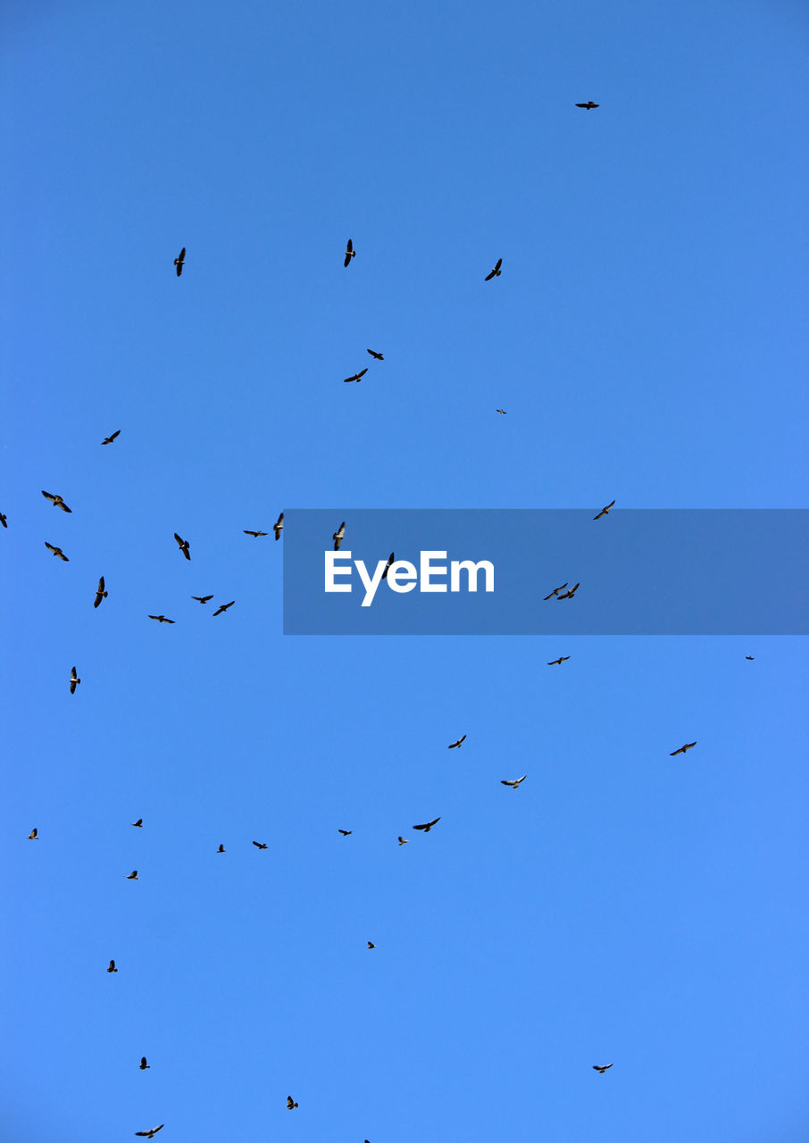 FLOCK OF BIRDS FLYING IN SKY