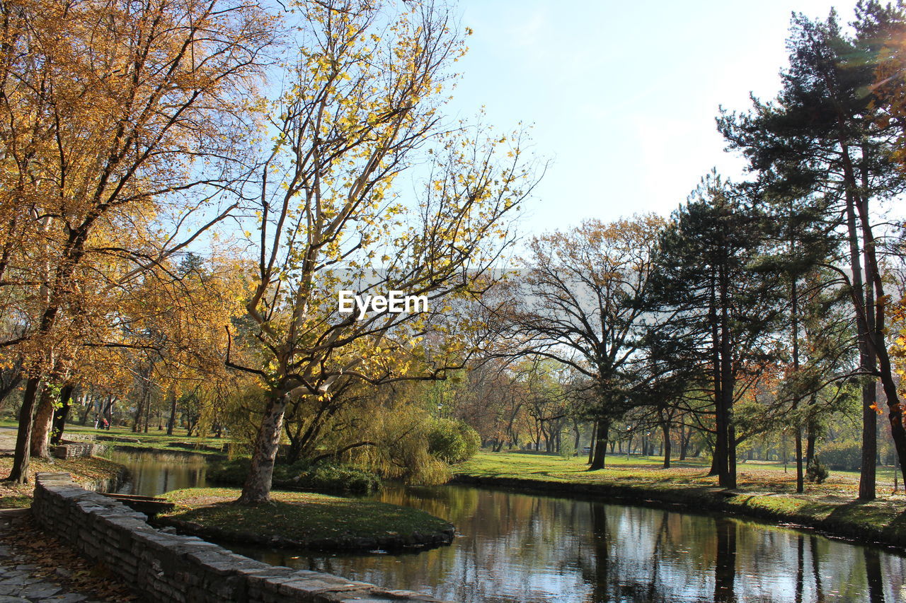 TREES AT RIVERBANK