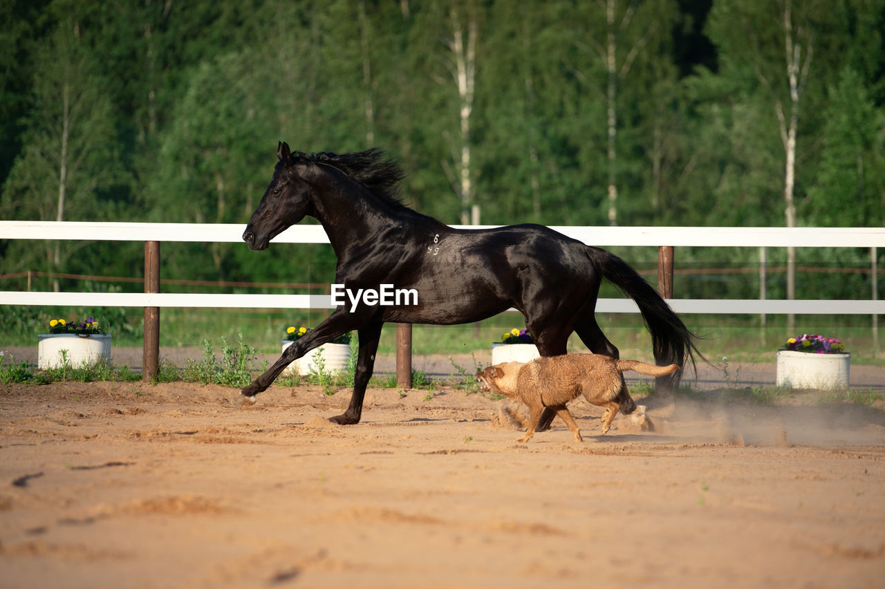 VIEW OF DOG RUNNING ON STREET
