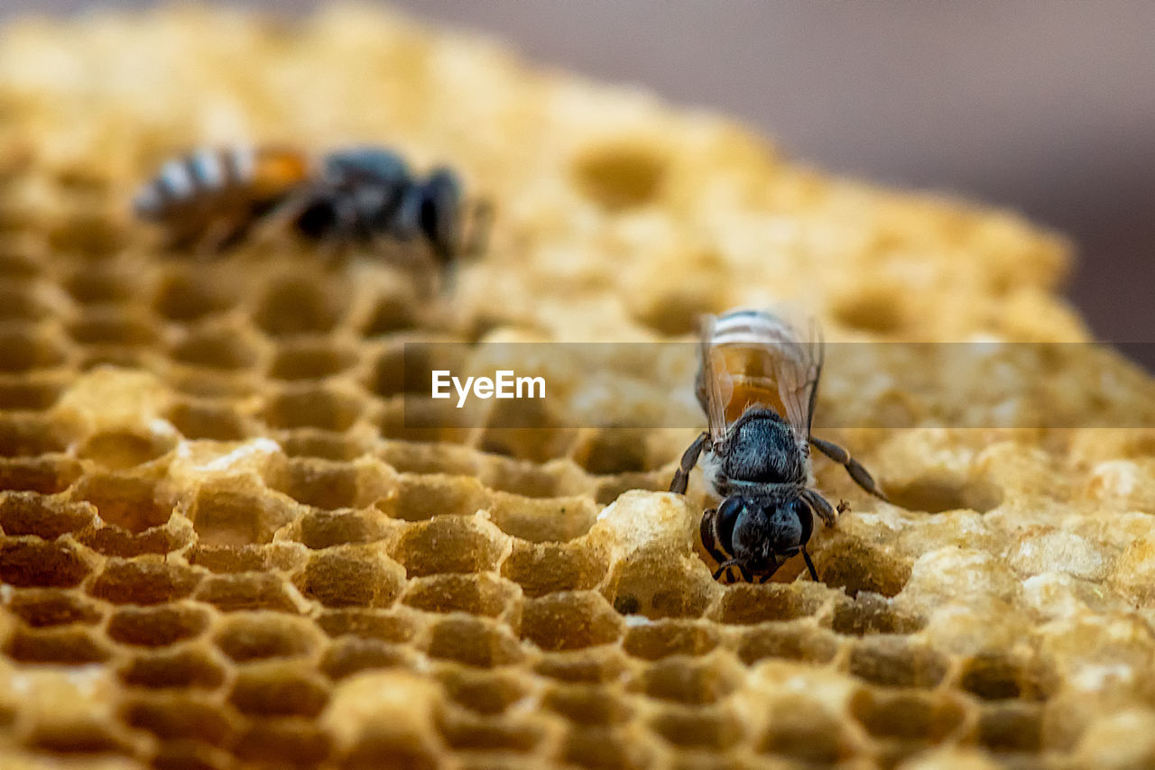 CLOSE-UP OF BEE ON A ROCK