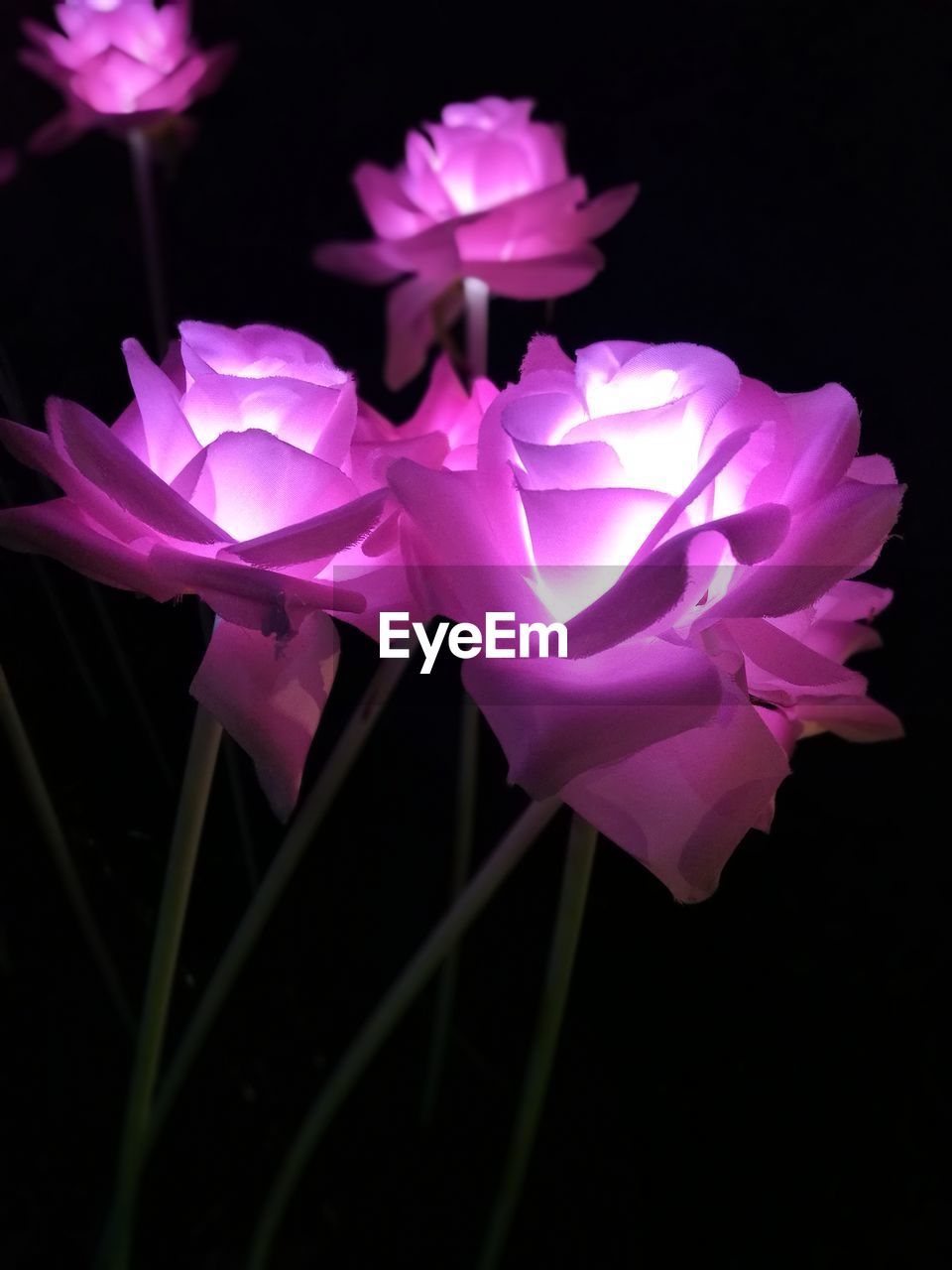 CLOSE-UP OF PINK FLOWER BLOOMING