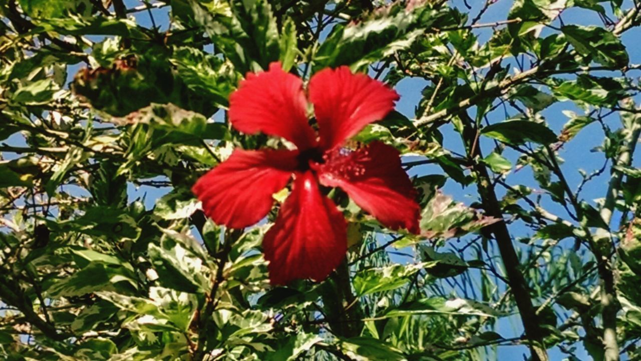 CLOSE-UP OF RED HIBISCUS BLOOMING OUTDOORS