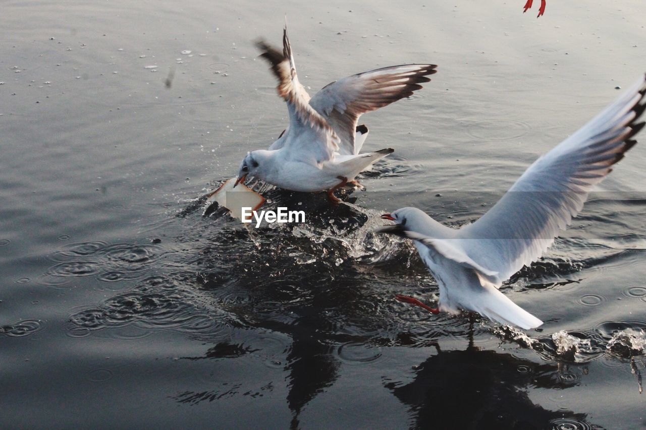 High angle view of birds flying over lake